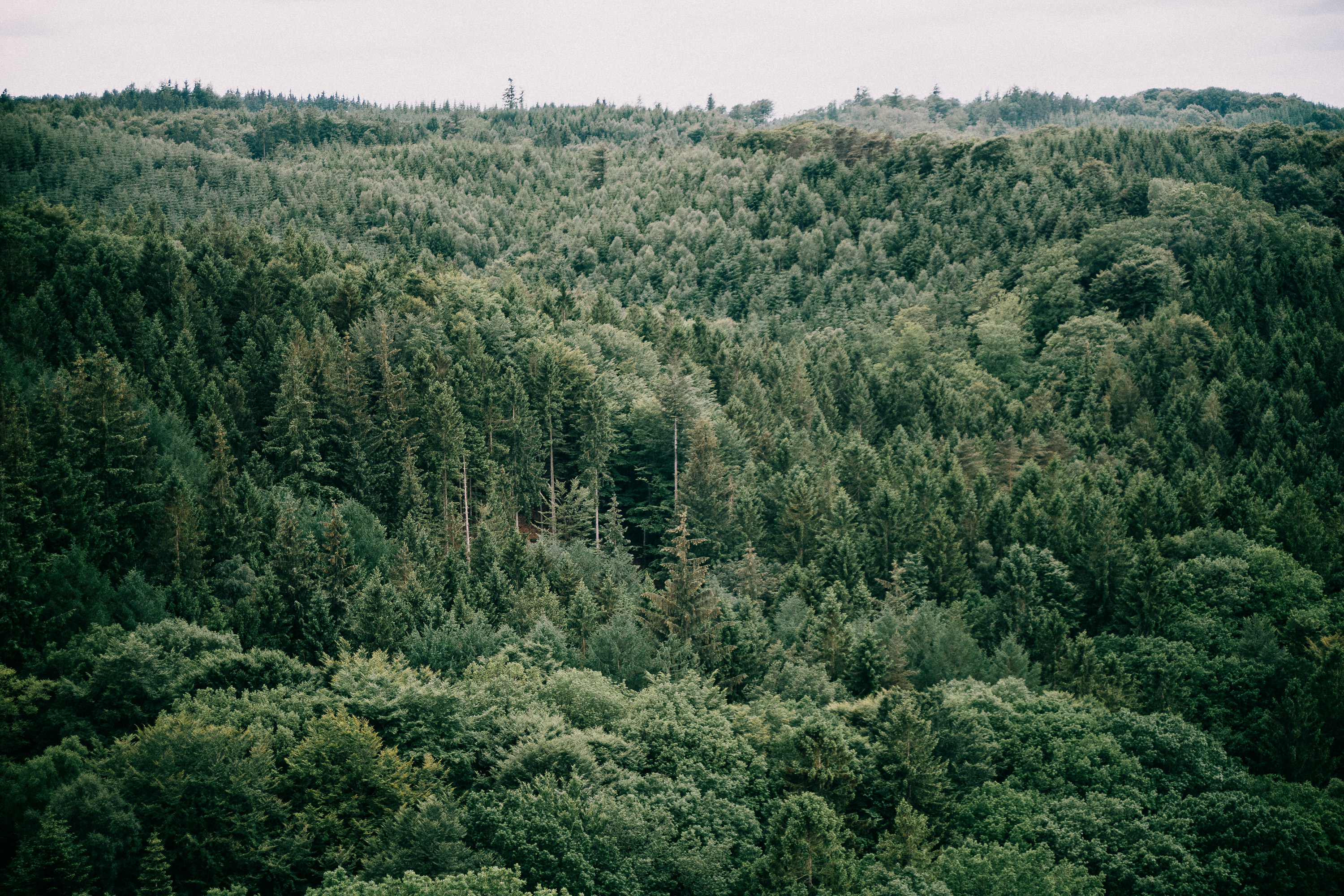 Лес каталог. Forest Birds Eye view. Forest overcast Bird view. Mountain Bird view. Bird Top view.